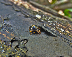 Corynomalus vestitus