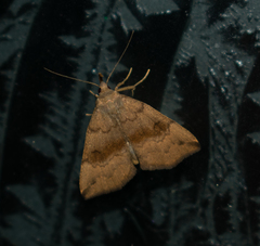 Phalaenostola eumelusalis