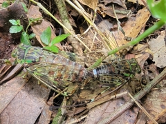 Tanna sozanensis