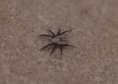 Caeculidae