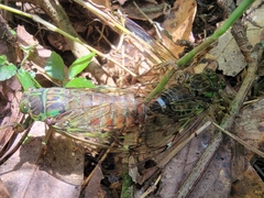 Tanna sozanensis