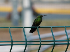 Anthracothorax aurulentus