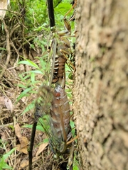 Tanna sozanensis