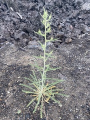 Mentzelia laevicaulis