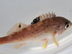 Sebastes flavidus