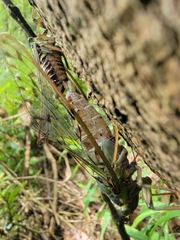 Tanna sozanensis