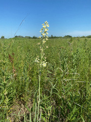 Anticlea elegans elegans