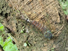 Tanna sozanensis
