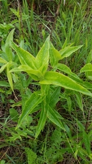 Gentiana alba
