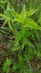 Gentiana alba