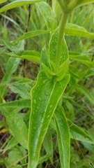 Gentiana alba
