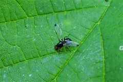 Seioptera vibrans
