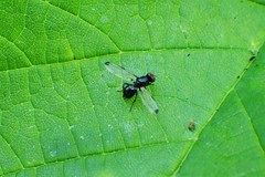 Seioptera vibrans