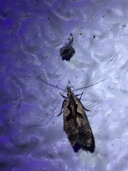 Dichomeris bilobella