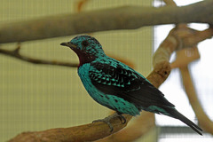 Spangled Cotinga photo 4