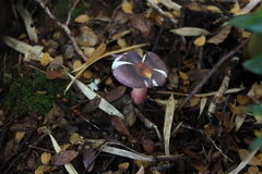 Russula nothofaginea