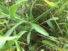 Leucanthemum × superbum