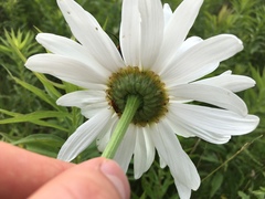 Leucanthemum × superbum