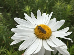 Leucanthemum × superbum