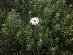 Leucanthemum × superbum