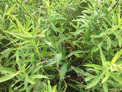 Leucanthemum × superbum