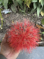 Scadoxus