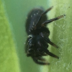 Salticidae