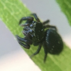 Salticidae