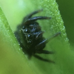 Salticidae