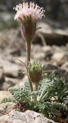 Chaenactis douglasii alpina