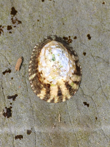 Lottia paradigitalis