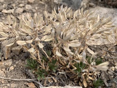 Phoenicaulis cheiranthoides
