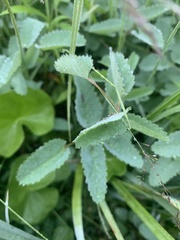 Sanguisorba officinalis