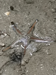 Astropecten vappa