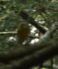 Hylocichla mustelina