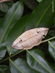 Hypopyra vespertilio