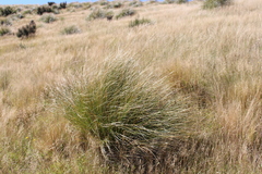 Chionochloa rigida rigida