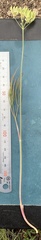 Lomatium simplex
