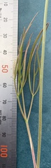Lomatium simplex