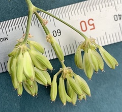 Lomatium simplex