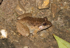 Limnonectes lauhachindai