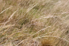 Chionochloa rigida rigida
