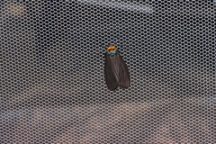 Macrobrochis staudingeri