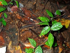 Prosentoria arrogans