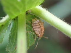 Colaspis brunnea