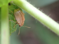 Colaspis brunnea