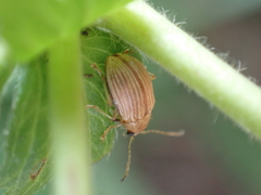 Colaspis brunnea