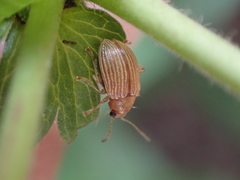 Colaspis brunnea