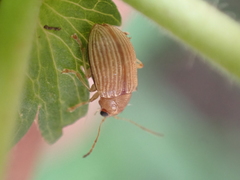 Colaspis brunnea