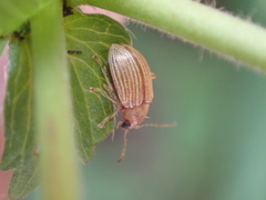 Colaspis brunnea